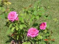 DSC01541.jpg